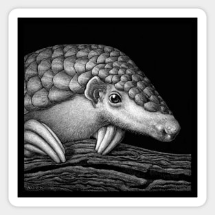 Pangolin Art Black and White - by Nadya Neklioudova Sticker